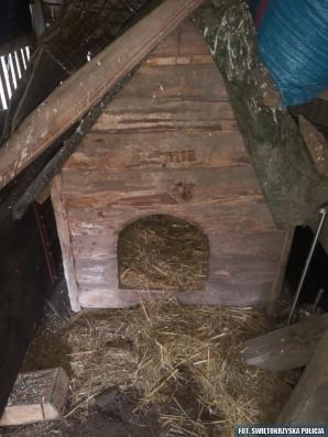 [VIDEO] Narozrabiał, uciekał przed policją. Nie pomogła mu nawet psia buda