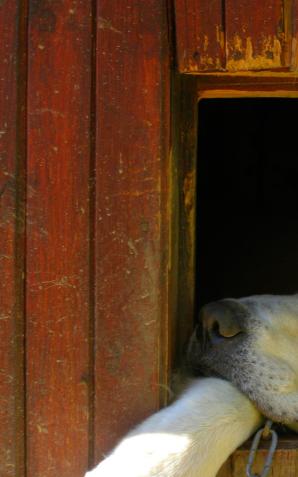 [VIDEO] Narozrabiał, uciekał przed policją. Nie pomogła mu nawet psia buda