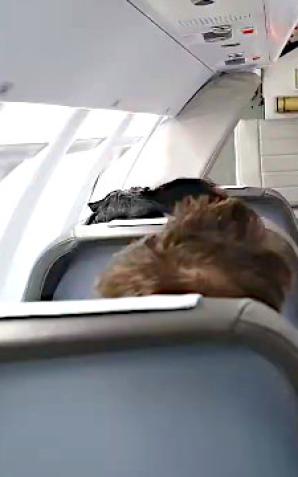 [VIDEO] Stewardessa – marzenia o pracy w przestworzach