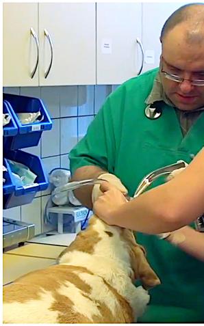 [VIDEO] Technik weterynarii – zawód z misją