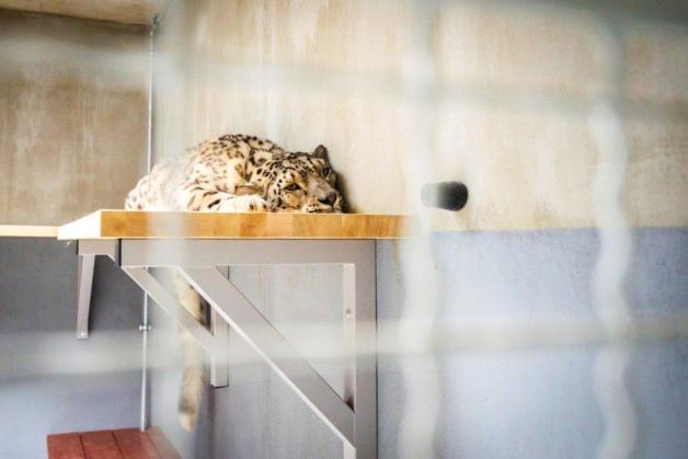 Pantery śnieżne ponownie w warszawskim zoo