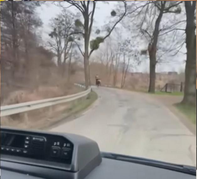 [VIDEO] Pijany 'dżokej' na koniu: Interwencja policji w Międzychodzie